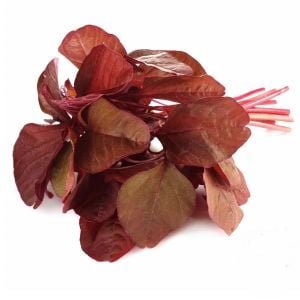 RED AMARANT - Detay 2