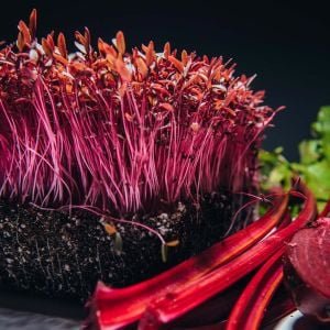 RED AMARANT - Detay 3