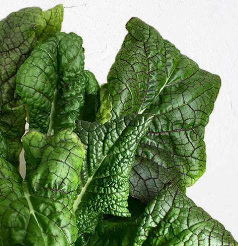 RED MUSTARD