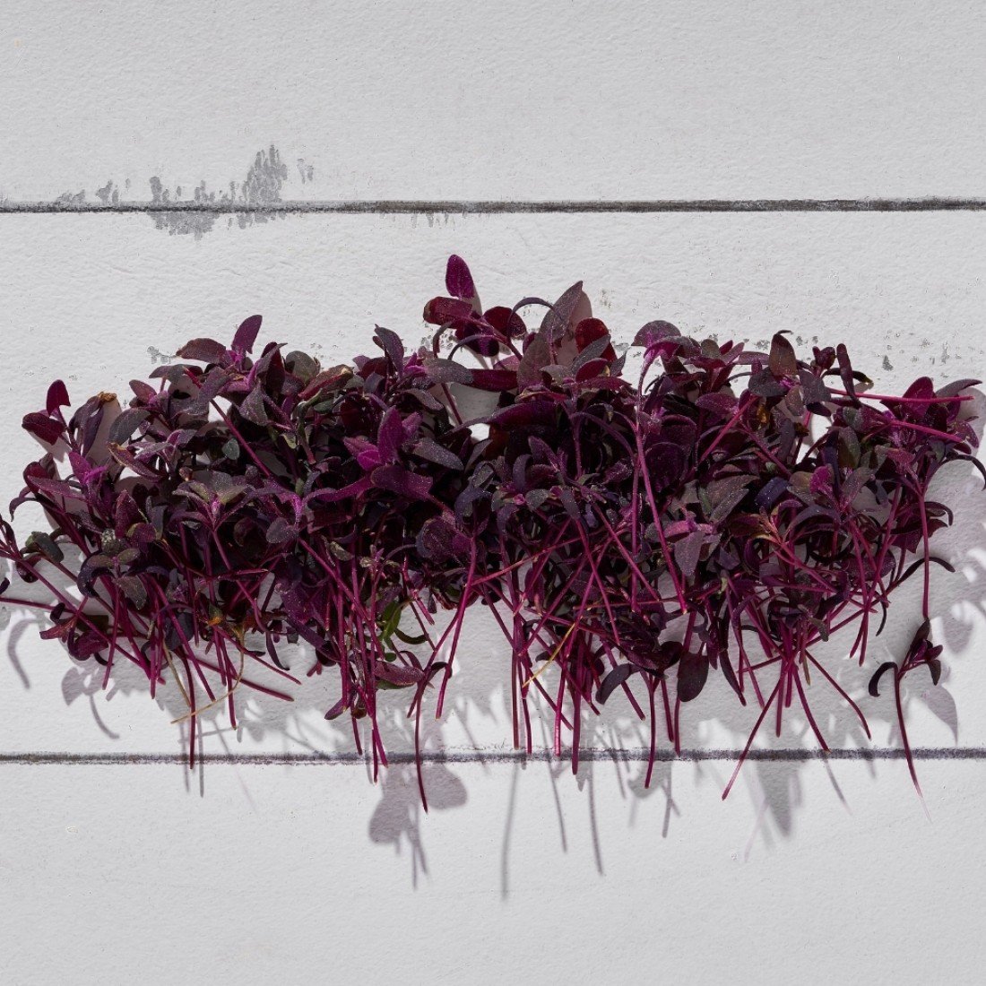 RED ORACH