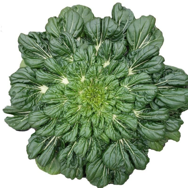 TATSOİ GREEN - YEŞİL TATSOİ TOHUMU