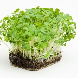 WATERCRESS (SU TERESİ)