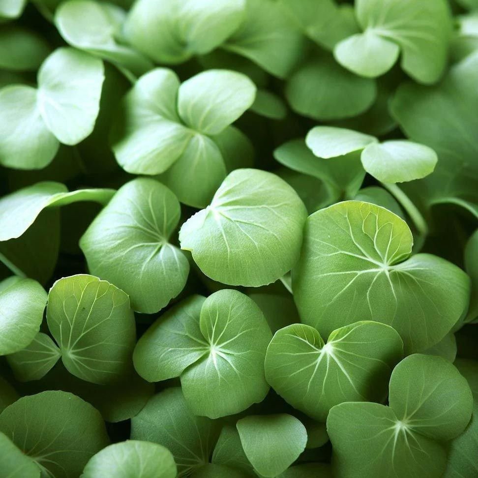 WATERCRESS (SU TERESİ) - Detay 3