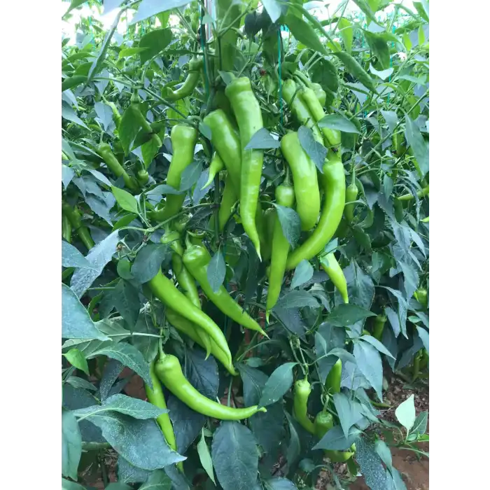 Ü 55 F1 BİBER