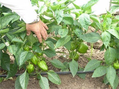 KUNDU DOLMA BİBER