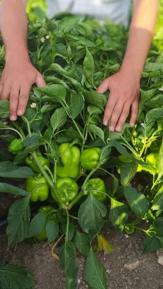 GÖZDE F1 DOLMA BİBER