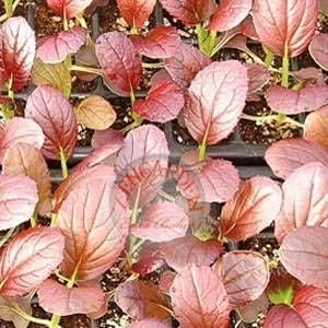 KIRMIZI PAKCHOİ
