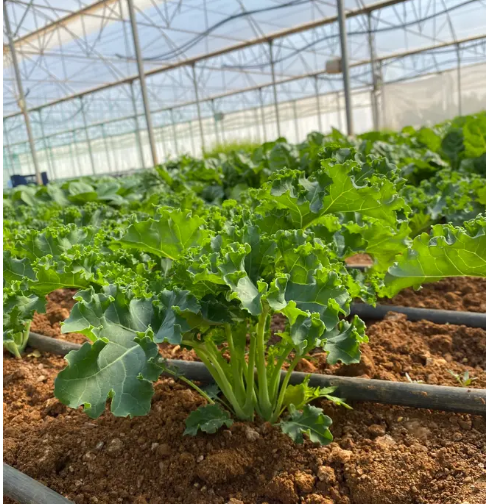 AG CASTLE YEŞİL KALE YAPRAĞI - Detay 3