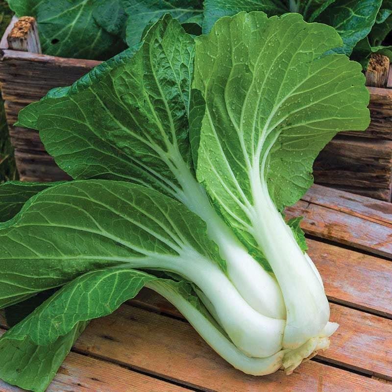 BEYAZ PAKCHOİ