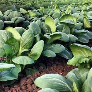 BEYAZ PAKCHOİ - Detay 3