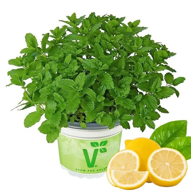 MINT NANE
