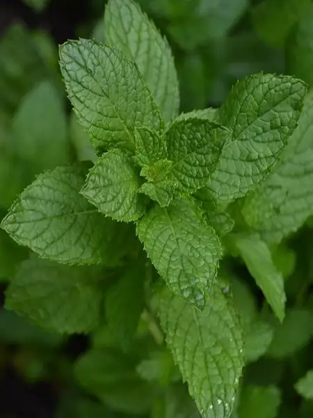 MINT NANE - Detay 3