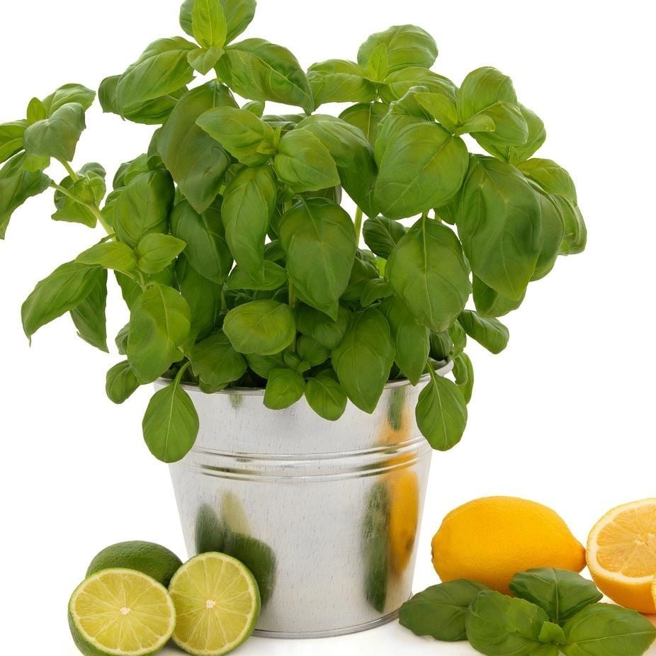 LİMON AROMALI FESLEĞEN