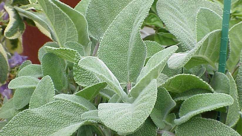 ADAÇAYI