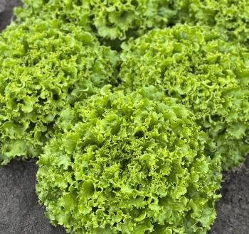 AGRİLİON KIVIRCIK MARUL