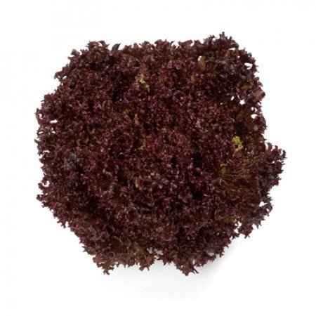 CARMESİ RZ KIRMIZI LOLO ROSSO MARUL