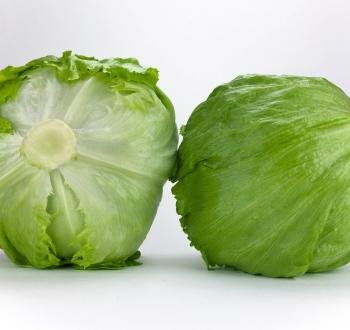 VERNELİA ICEBERG MARUL