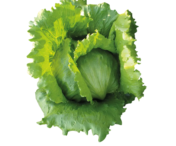 BOMBOLA ICEBERG MARUL
