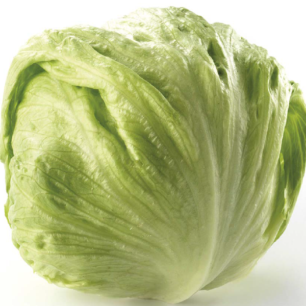 METALİA ICEBERG MARUL
