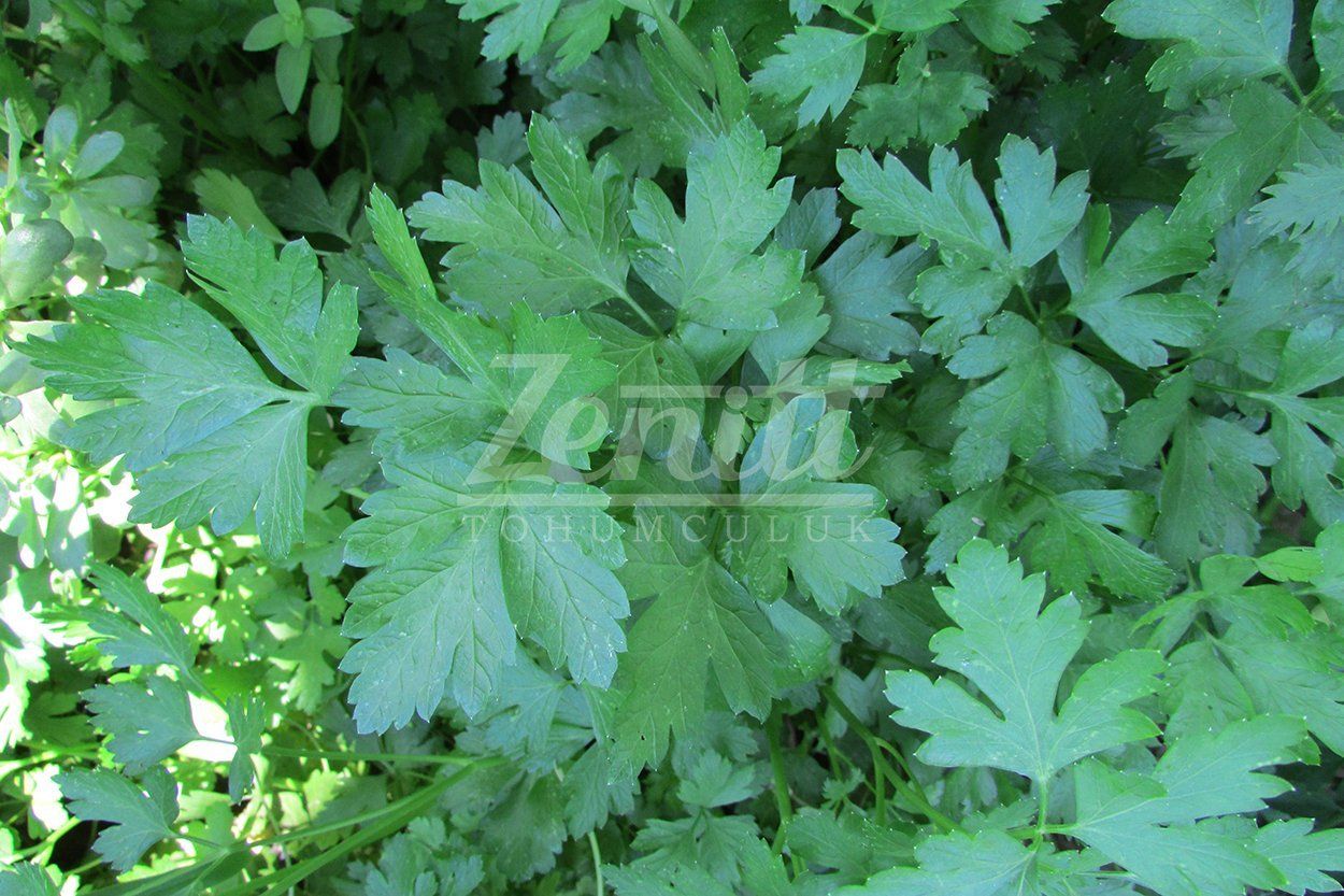 D GİANT İTALİAN İTHAL MAYDANOZ TOHUMU